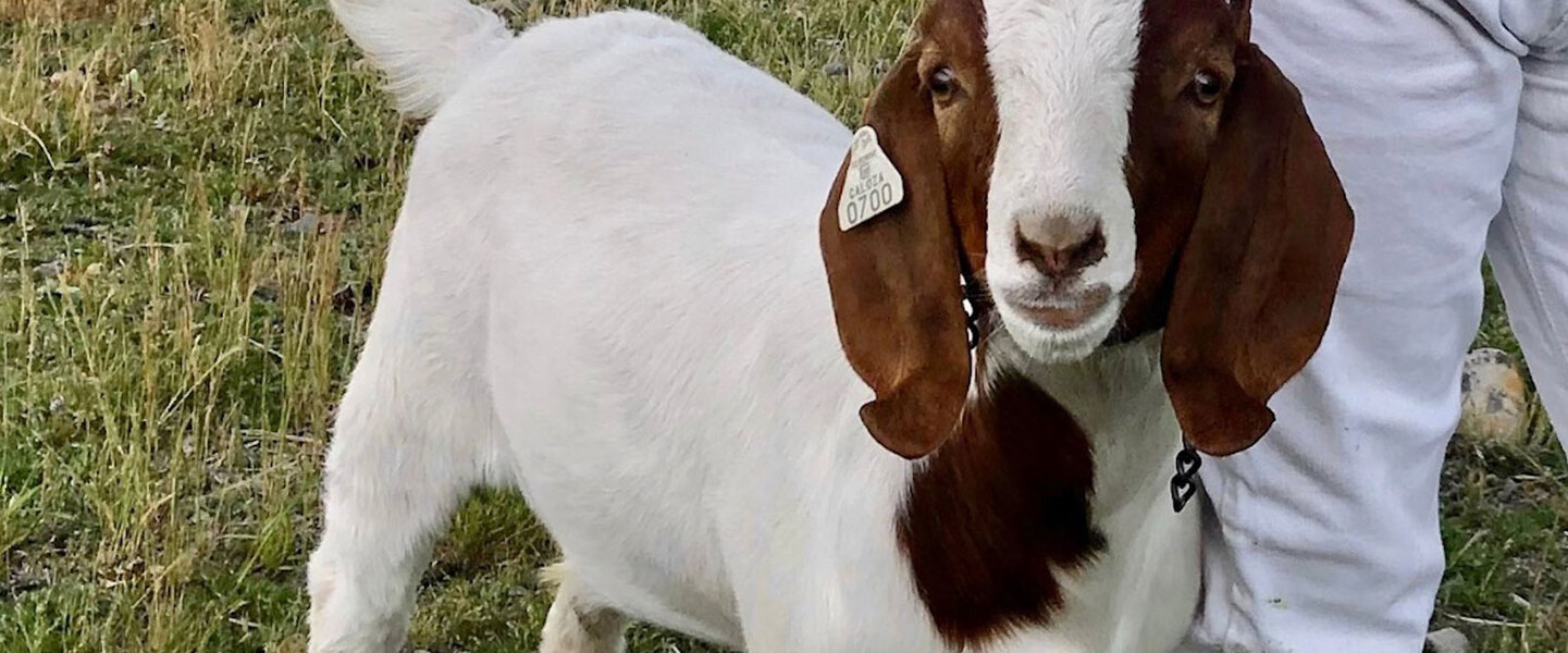 A California Girl’s Goat Was Seized By the State Because of Big Meat's Influence