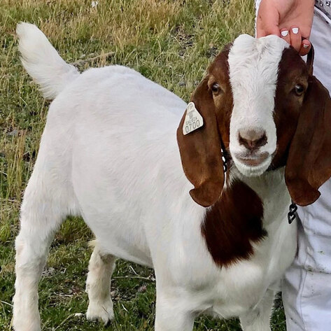 A California Girl’s Goat Was Seized By the State Because of Big Meat's Influence