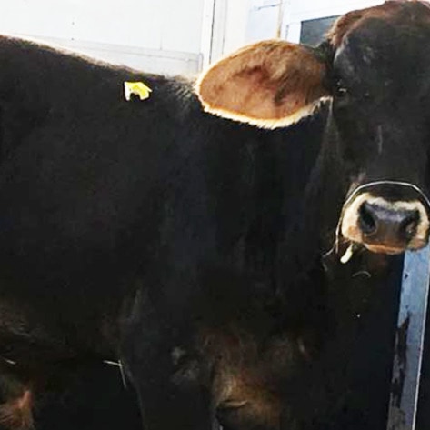 Escaped Brooklyn Bull Rescued by NJ Sanctuary